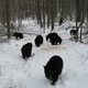 Illustration for article titled New Hampshire Man Cant Get His 27 Orphaned Bear Cubs To Go The Hell To Sleep